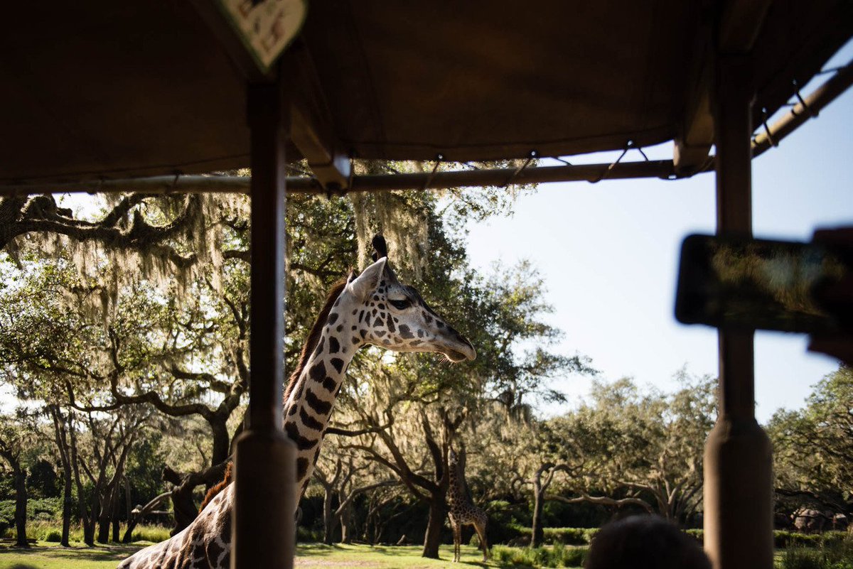 MeganCieloha's tweet photo. Disney World 2017 | Animal Kingdom https://t.co/rR9Pjo1vpj https://t.co/UJDh2VHBDc