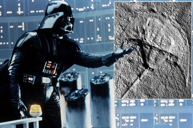 wellbelove's tweet photo. 245 million-year-old fossil bears uncanny resemblance to Star Wars villain https://t.co/5pxRPY7u46 https://t.co/JNIuBPw1oM
