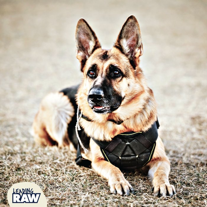 LeadingRAW's tweet photo. #inspirationaldogs #healthydogs #activedogs #workingdogs #assistancedogs #healthylife #outdoorlife #LeadingRAW #rawfood #rawfeeder #naturaldog #doghealth #wolfpack #RAWtribe https://t.co/3AuVPwpuJN