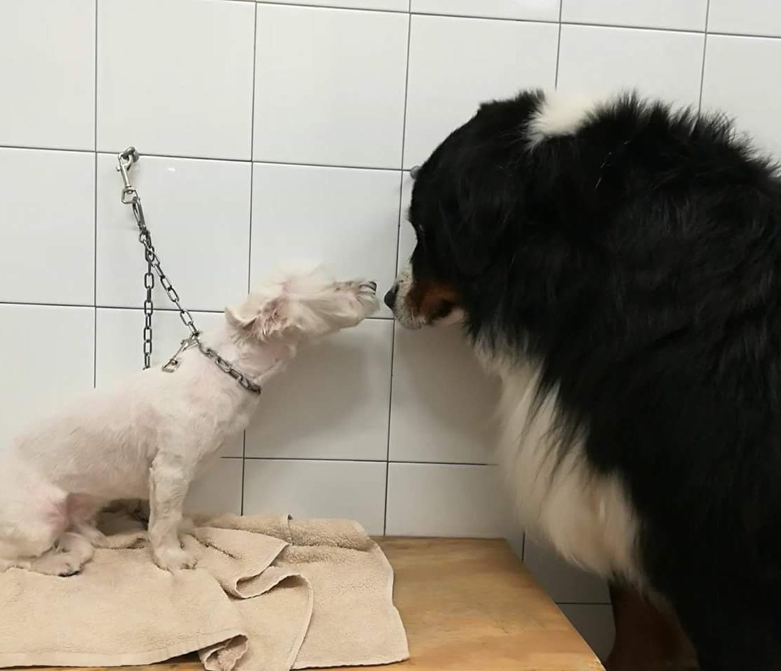 Qualazampalecco's tweet photo. L'amore non conosce diversità 😍
#qualazampa #lecco #14dicembre #amore #amicipelosi #cane #nofilter #Instagram #Facebook https://t.co/okh8A6IM5E