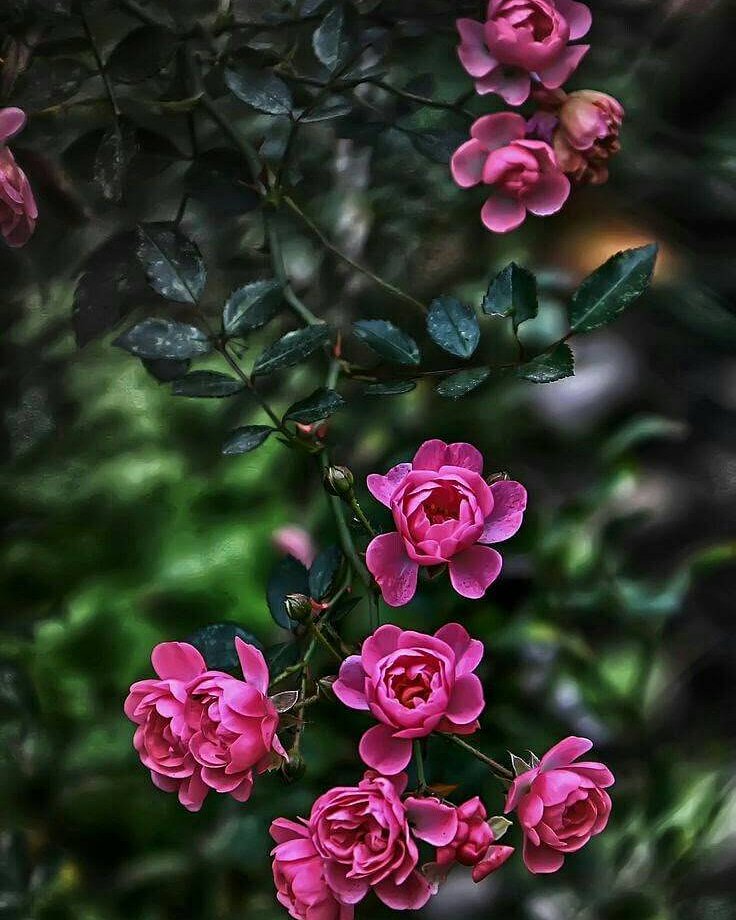 KhismaP's tweet image. morning..
.
.
just for morning to flower