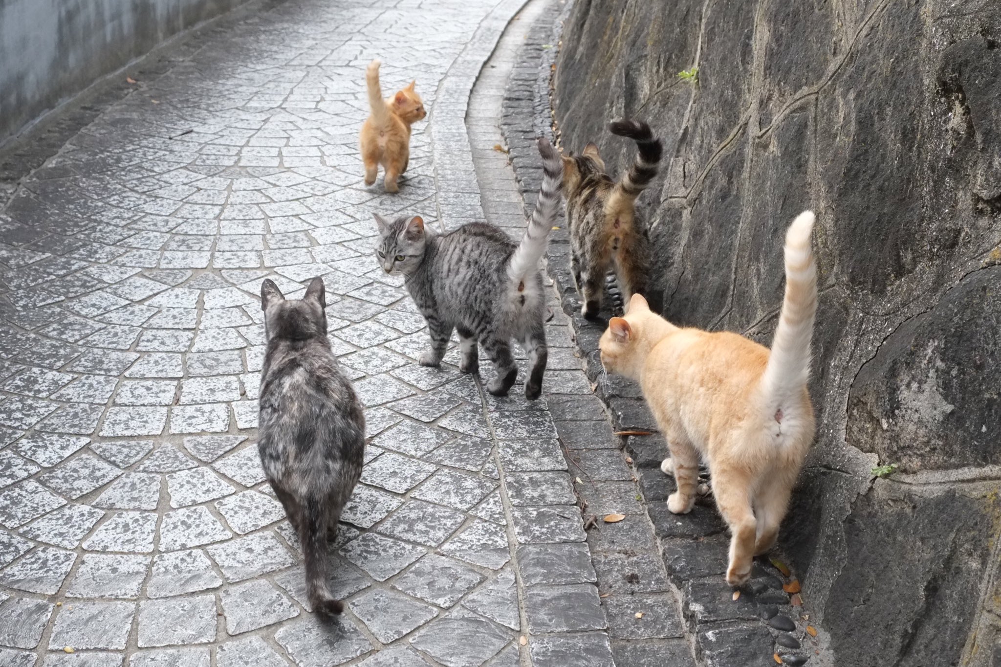 日向猫 ねこ大行進 尾道のこの場所の子達とはあまり親しくなかったのですが何故かこの日は立ち去ろうとするとゾロゾロ付いて来ました 誰かと人違いしてないですか猫さん達 まぁ嬉しいけどね 猫 野良猫 尾道 Cat T Co Dccdd3zrox Twitter 日向猫 ねこ大行進 尾道のこの場所の子達とはあまり親しくなかったのですが何故かこの日は立ち去ろうとするとゾロゾロ付いて来ました 誰かと人違いしてないですか猫さん達 まぁ嬉しいけどね 猫 野良猫 尾道 Cat T Co Dccdd3zrox Twitter