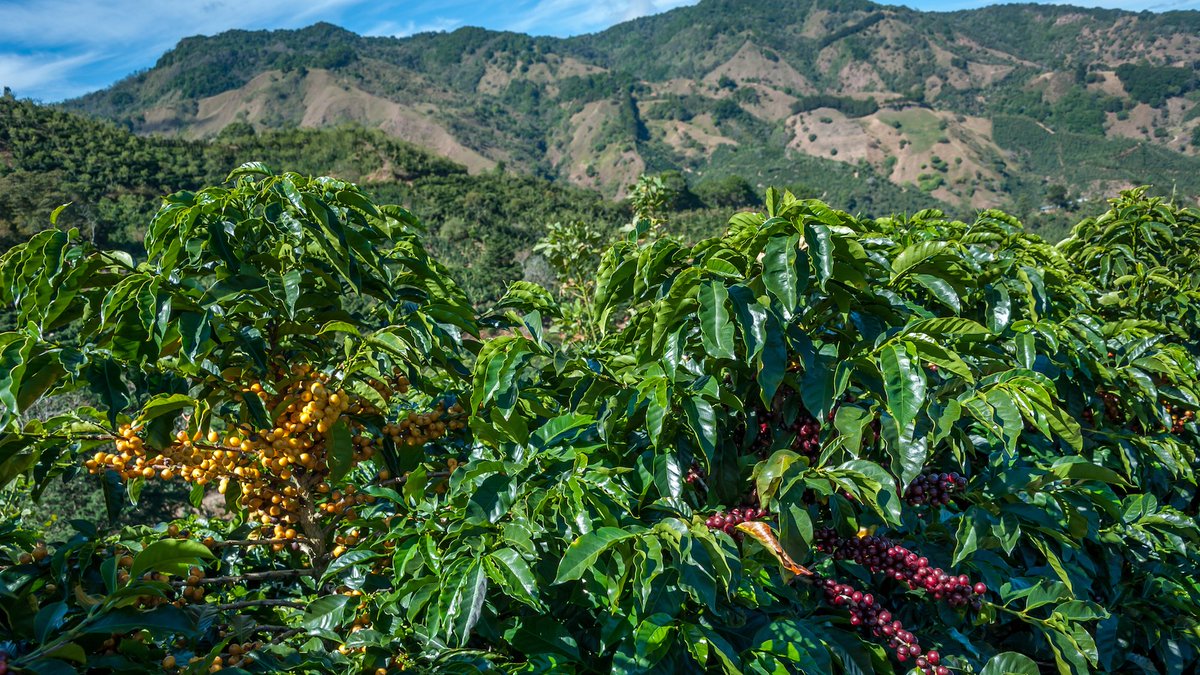 SpecialtyCoffee's tweet photo. The @RoastersGuild and @baristaguild have organized an #OriginTrip to #CostaRica from February 18-25, 2018 – all members and interested coffee professionals are invited to register! #origintrip #costarica #coffee #specialtycoffee  Learn more and register: https://t.co/VylzosjmmB https://t.co/k2kVGrZCM4