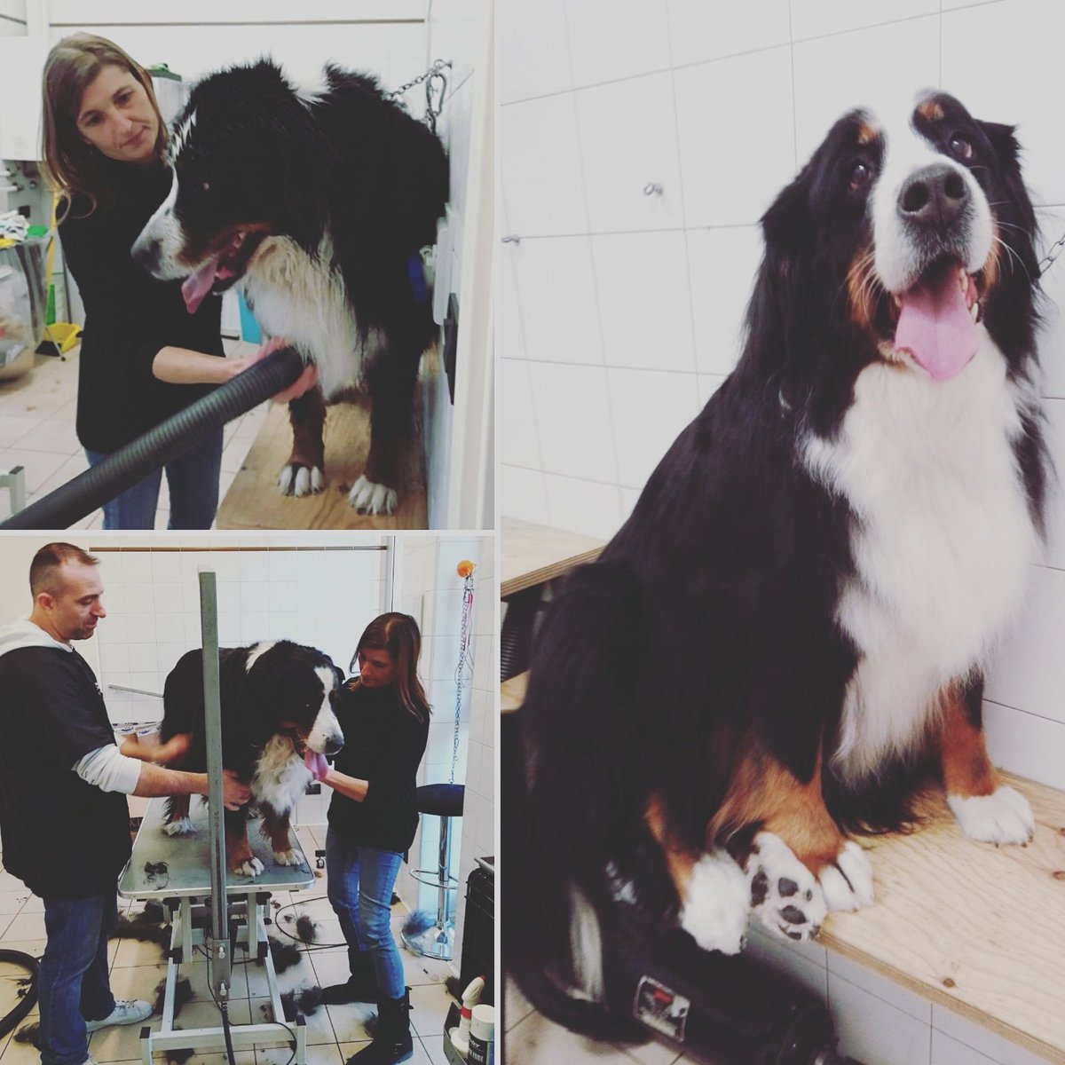 Qualazampalecco's tweet photo. Bibí 💞
#qualazampa #lecco #14dicembre #amore #amicipelosi #cane #Bigdogs #nofilter #Instagram #Facebook https://t.co/CHw6jYxbZW
