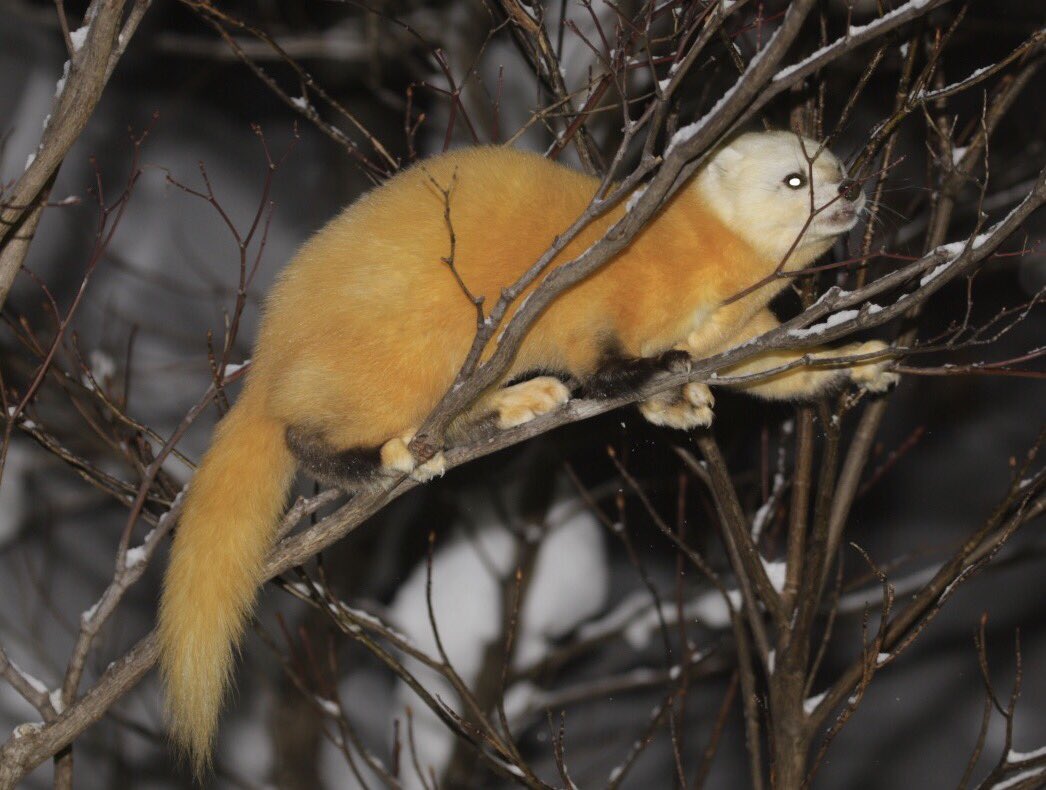木登りテン
谷地温泉にて