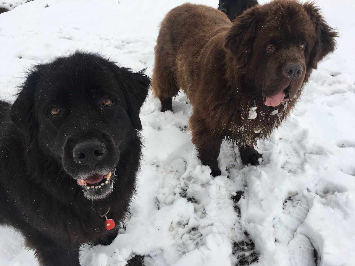 CanisMassage's tweet photo. We’ve enjoyed snow time this week! #DogsOfTwitter #lovedogs #Newfoundland #massage https://t.co/ZbX9FzgBm7