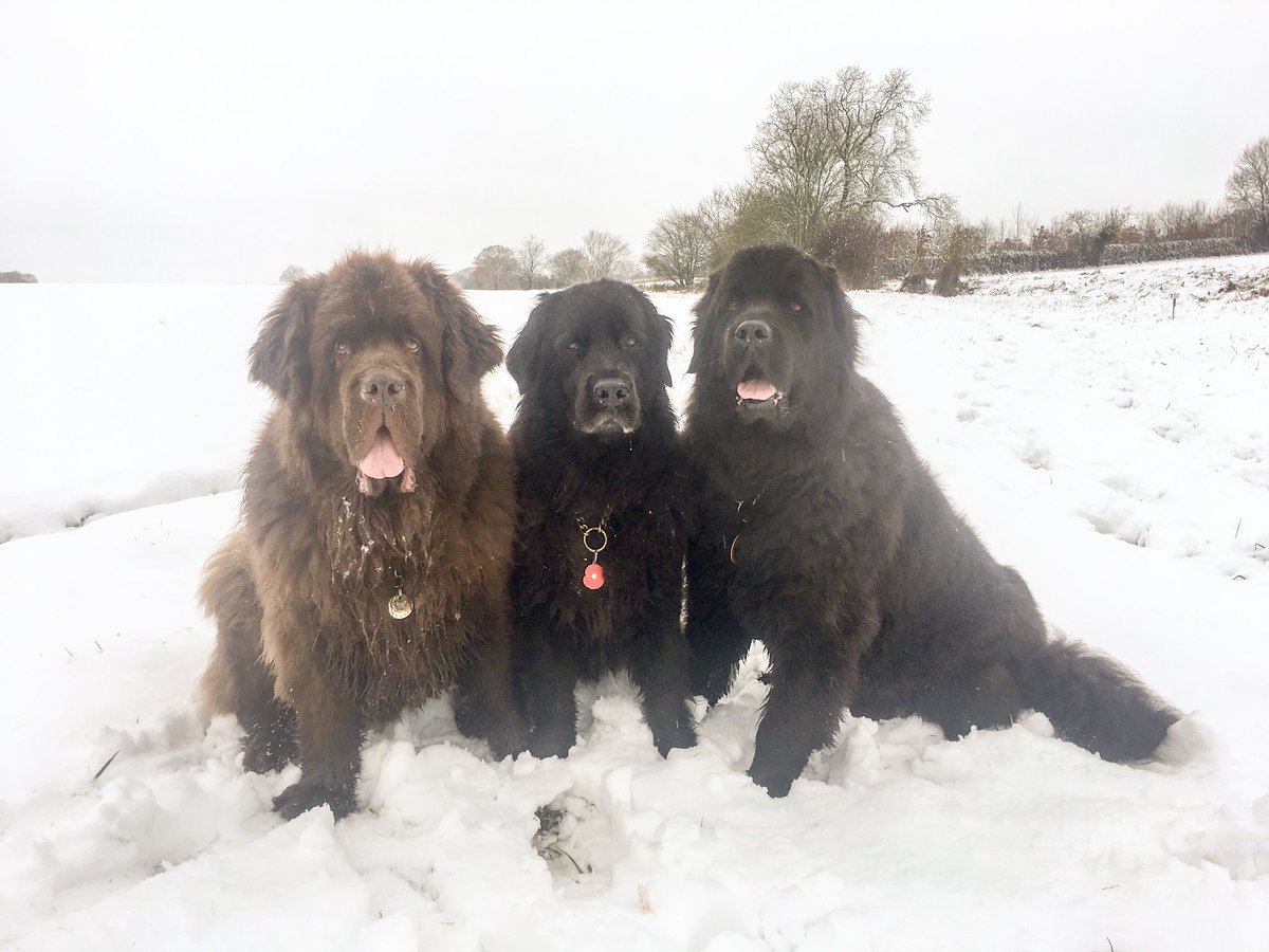CanisMassage's tweet photo. We’ve enjoyed snow time this week! #DogsOfTwitter #lovedogs #Newfoundland #massage https://t.co/ZbX9FzgBm7