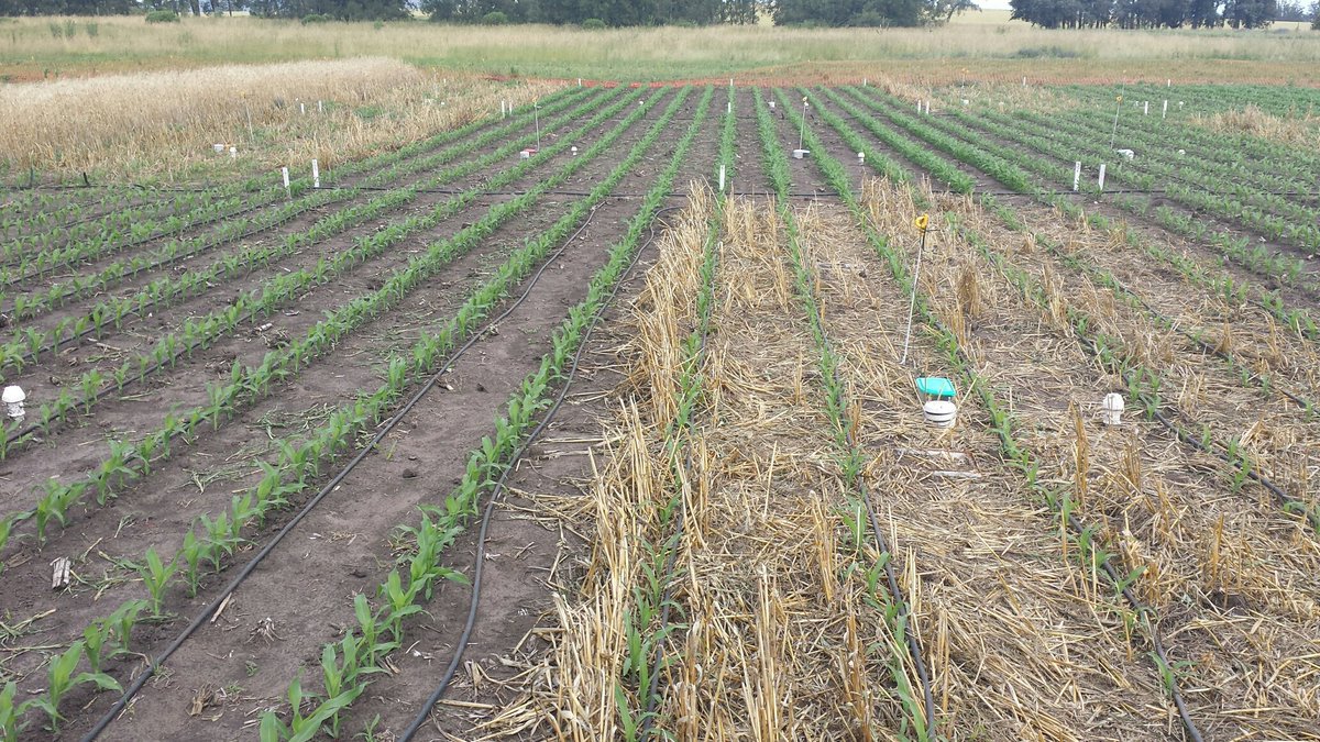 gsebasguelph's tweet photo. A toda máquina / full throttle #cultivodecobertura #maiz #N2O #InteligenciaClimatica #ClimateSmartAgriculture #corn #covercrops #GHG https://t.co/a2XUifnr2V