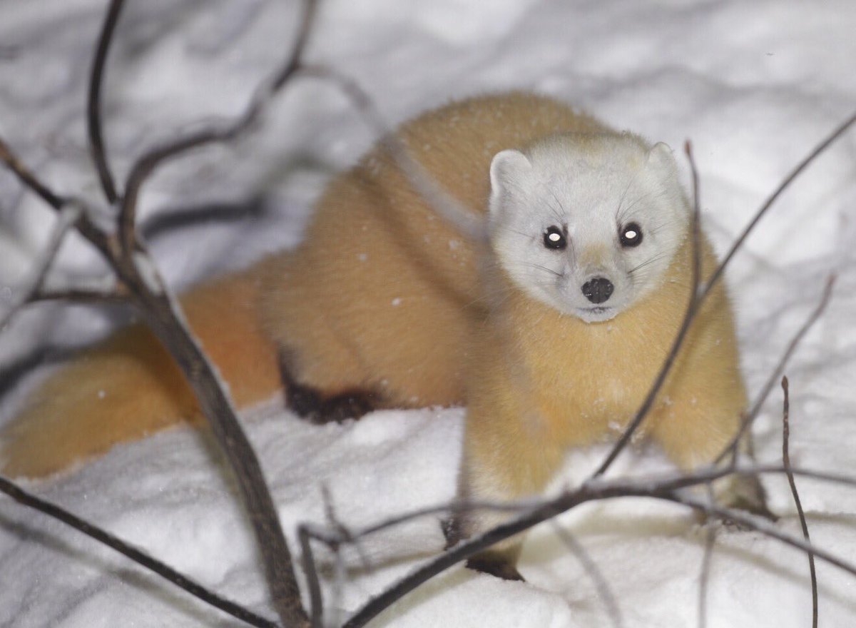愛らしいテンたち。
八甲田 谷地温泉