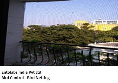 EntolabsPest's tweet image. Pest Control, Pest Control Chennai, Bird Control ChennaiBird Control..For more info visit... pestcontrolserviceinchennai.com/bizFloat/5a334…