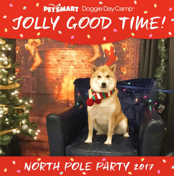 AgGirl1107's tweet photo. Our #DDC guest had a great time at the #NorthPoleParty today! 🎄❄️🎅🏼@PetSmartAE @JenniferLGuinn @JoannaZucker @PetSmart https://t.co/LYmC1DEfN0