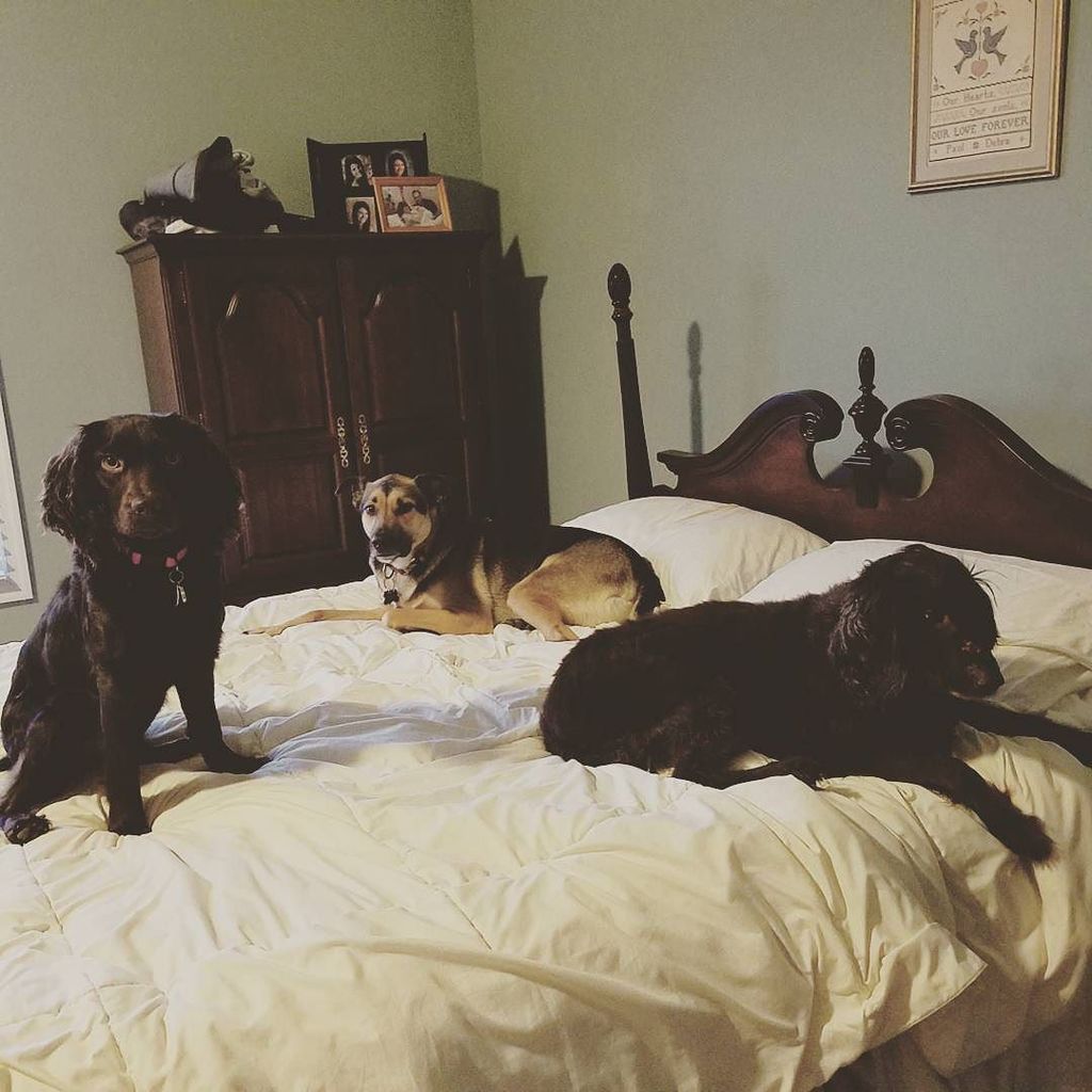 hvwinegoddess's tweet photo. Dog bed or people bed? It's got to be the best dog bed around.
.
.
.
#boykinlove #boykinsofinsta #boykinspaniels #potcake #ilovemydogs #dogsofinstagram #puppylove https://t.co/RMqwH2OJvZ https://t.co/b0oJAuYrr8