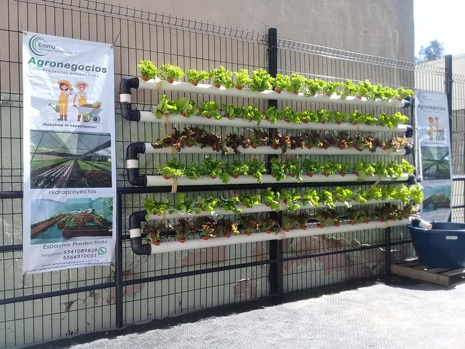 h1_copilot's tweet photo. Conoce mañana el proyecto de Emma Invernaderos Hidropónicos y sus lechugas que tienen instaladas aquí directamente en la terraza de la Mansión NUMA y llévate una lechuiguita 100% orgánica desde el #NUMArket Navideño https://t.co/CkQYSQsSjC
#TechCenterCDMX from @facebook https://t.co/BWEjpO4Tkw