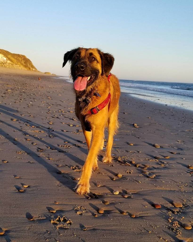 roqueaulykos's tweet photo. Hi!  #tbt .
.
.
.
#Roque #dogsofinstagram #muttsofinstagram #malibu #beach #beachdog #sunset #california #hashtag https://t.co/88rKN1IJIG https://t.co/7mVJFGlmlt