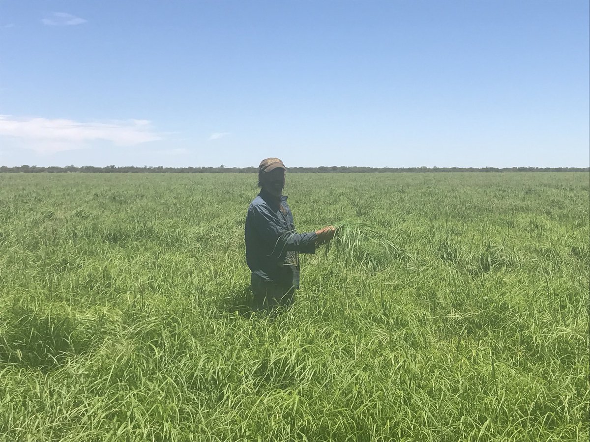 J_Frith's tweet photo. Stuart Stevens assessing Rhodes grass #neutraljunctionfarm https://t.co/Ptj8yd9oCM