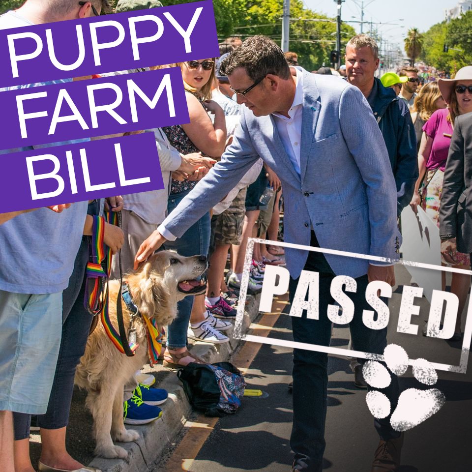 DanielAndrewsMP's tweet photo. BREAKING:

We've just outlawed puppy farms.

We're the first state in Australia to do this – because there's no place for these cruel breeding factories in Victoria.

Tag your (human) mates. Share. Help us get the word out there. https://t.co/GOrNKGGagF