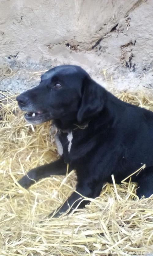 lostfoundpets's tweet photo. A male dog was lost on 19/11/2017 in Tubercurry Vacinity, #Balindoo https://t.co/PqlWOXNRho #lpie https://t.co/9VI1Uq7Z0k