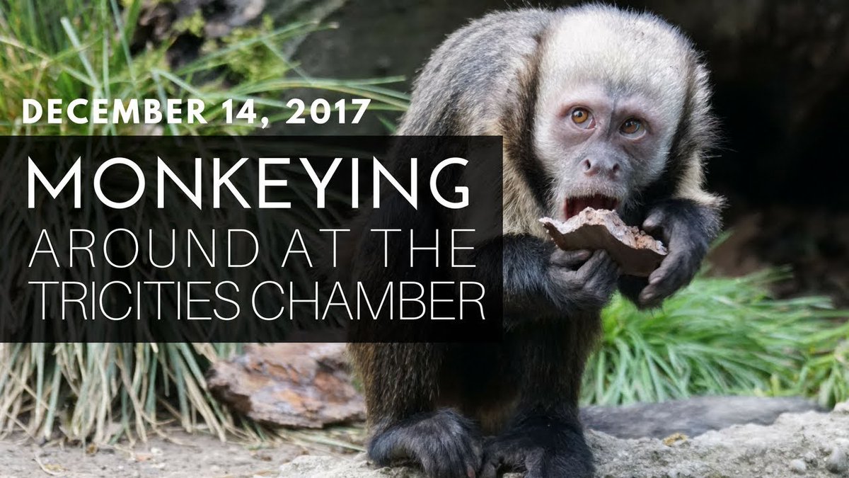 DiegesisFilms's tweet photo. Monkeying around at the Tri-Cities Chamber of Commerce 360 video - December 14, 2017 https://t.co/ECp06qikwS #360video #monkeyday https://t.co/ZTC5KFeYuc