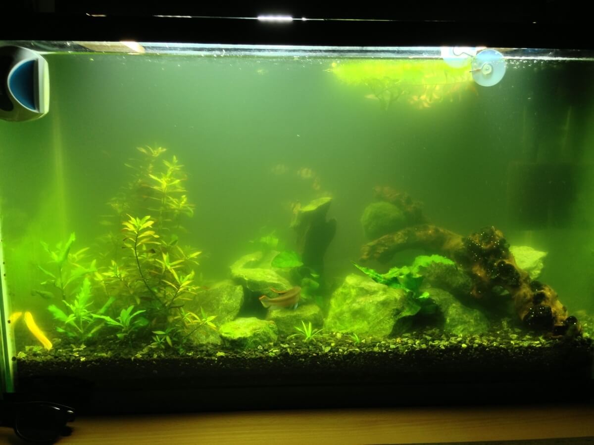 TalkFishy's tweet image. In many cases, green aquarium water can be attributed to an algae bloom, which is a rapid accumulation of algae. Discover how to remedy an #algae bloom PLUS find out what my "secret weapon" is for automatically controlling #aquarium algae around the clock! bit.ly/MSoMwe
