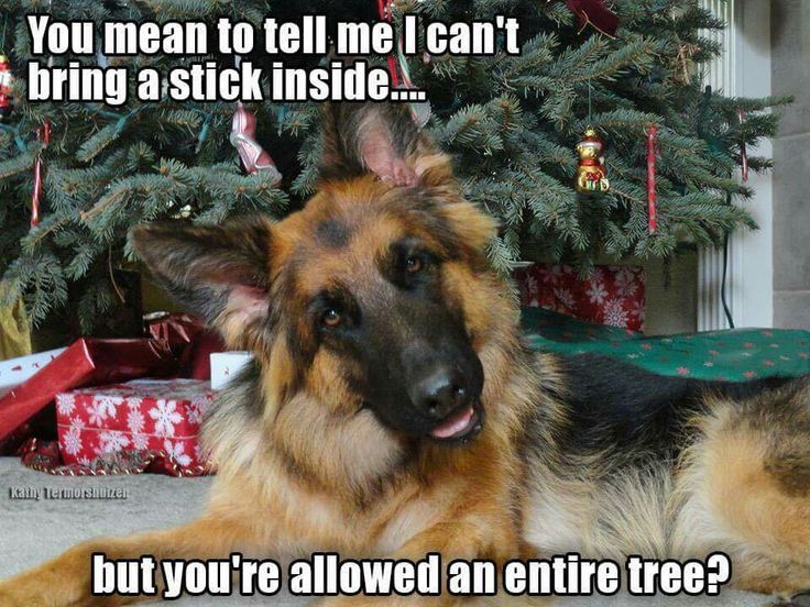 The_OAVT's tweet photo. Christmas trees from a dog's perspective!
If you have a tree up and curious pets around, prevent injuries and mess by anchoring your tree to a wall to stop pets from tipping it over. #christmasdecortips #petsafety https://t.co/YSCngoSndv