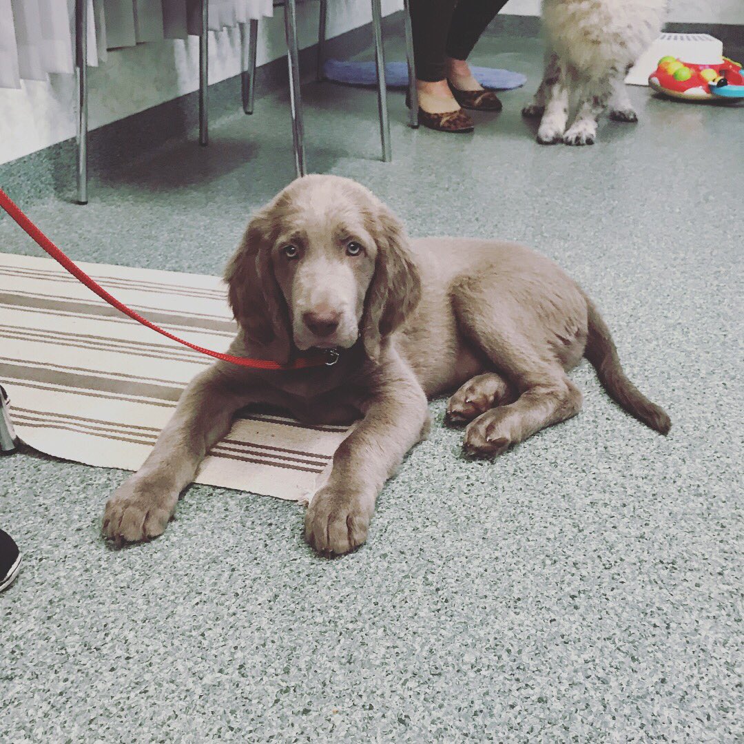 PatsPerth's tweet image. Puppy School graduates #puppyschool #perthdogtrainging