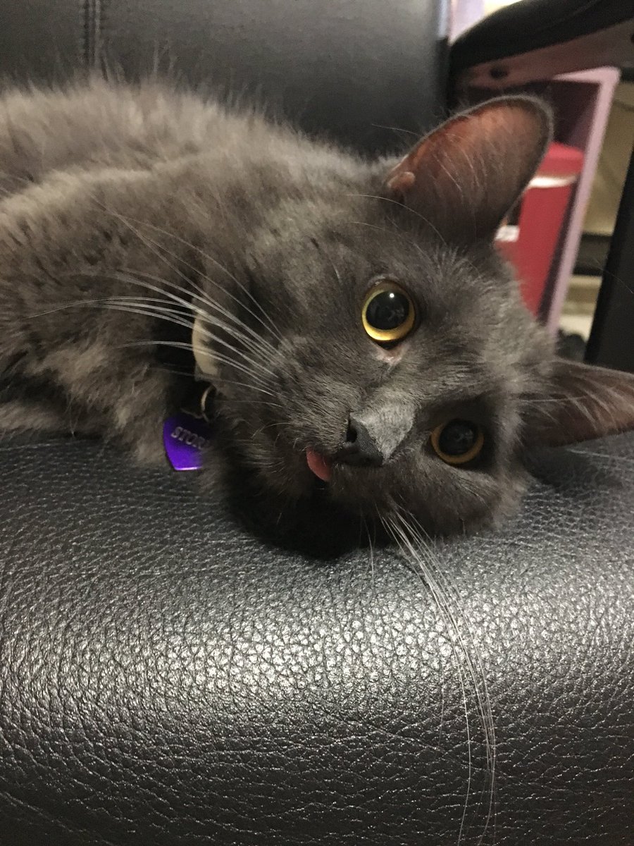LilStormyFuzz's tweet photo. Things got a little weird today 😂 #blep #kitten #funny #hilarious #cat #bleptongue #blepcat #kittentongue https://t.co/wZHoQlUDEO