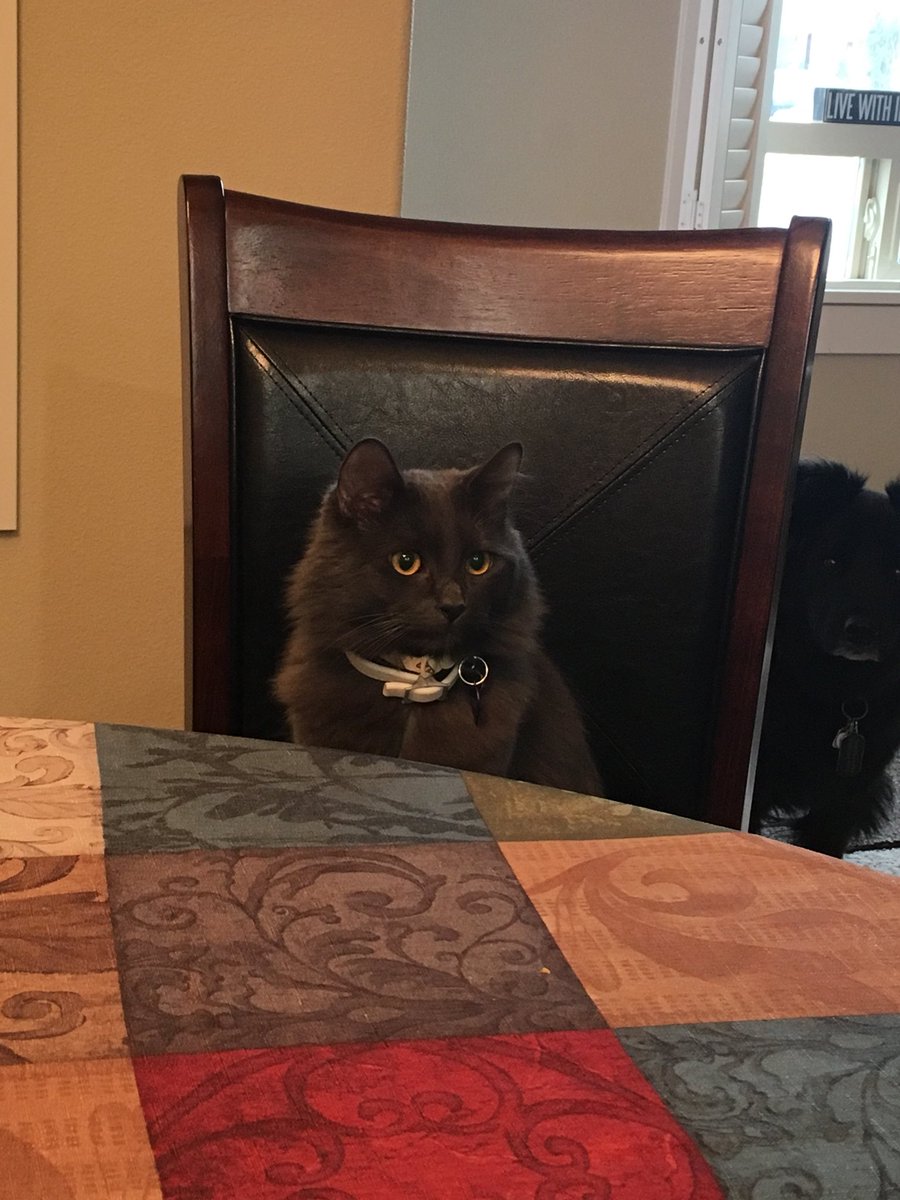 LilStormyFuzz's tweet photo. Things got a little weird today 😂 #blep #kitten #funny #hilarious #cat #bleptongue #blepcat #kittentongue https://t.co/wZHoQlUDEO