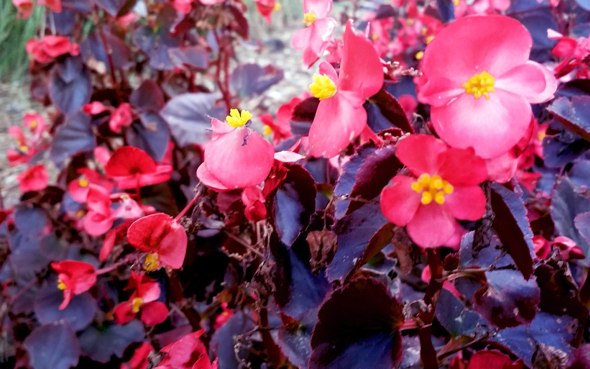 Photo_Nathan_'s tweet photo. #chscolor https://t.co/nB9bgfvmIw
