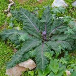 マンドラゴラ マンドレイク が実在したことに驚きを覚える人多数 Togetter