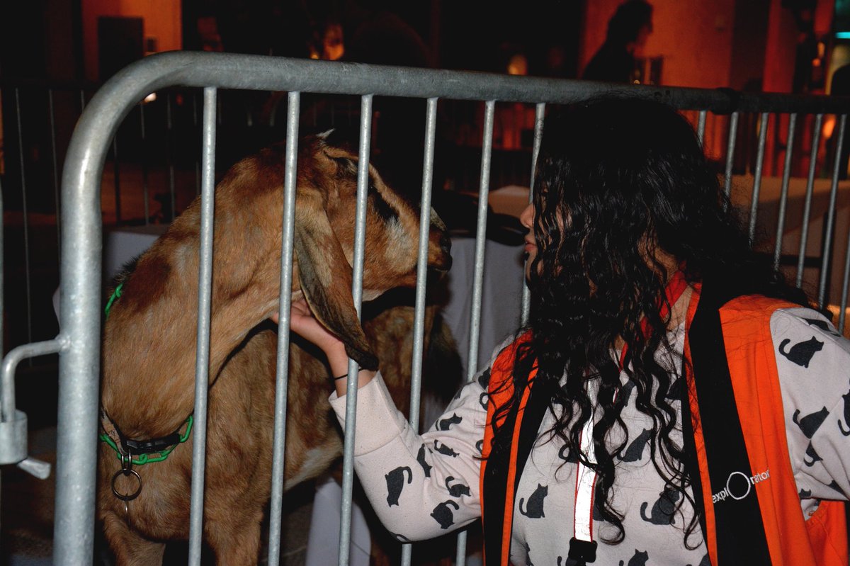 theexplainers's tweet image. Ahhhh remember wen we had goats?!