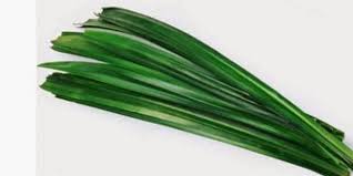 Pandan wangi (atau biasa disebut pandan saja) adalah jenis tumbuhan monokotil dari famili Pandanaceae yang memiliki daun beraroma wangi yang khas. Daunnya merupakan komponen penting dalam tradisi masakan Indonesia dan negara-negara Asia Tenggara lainnya.
sjinternasional.com