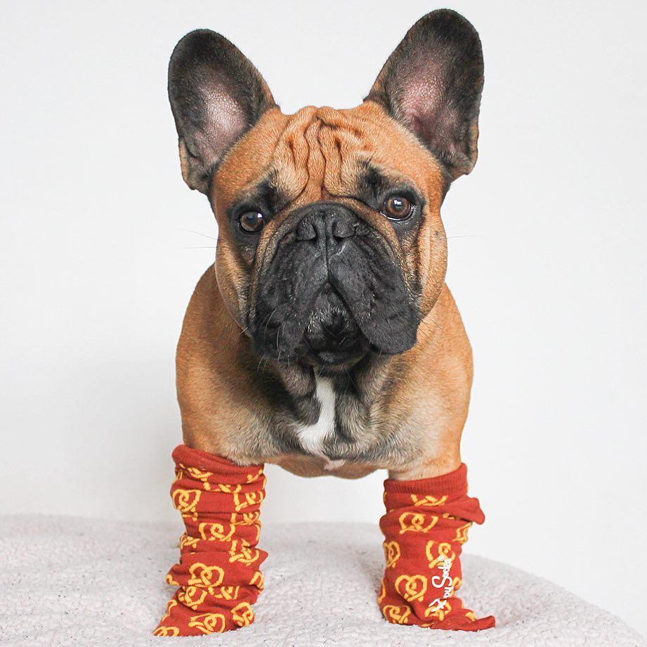 HappySofficial's tweet photo. Apretzel the pawsomeness! 📷 @chasingchop #HappySocks #HappinessEverywhere #HappyHolidays #Holidaymoments #DogsofTwitter https://t.co/pVbgpZ5bCJ