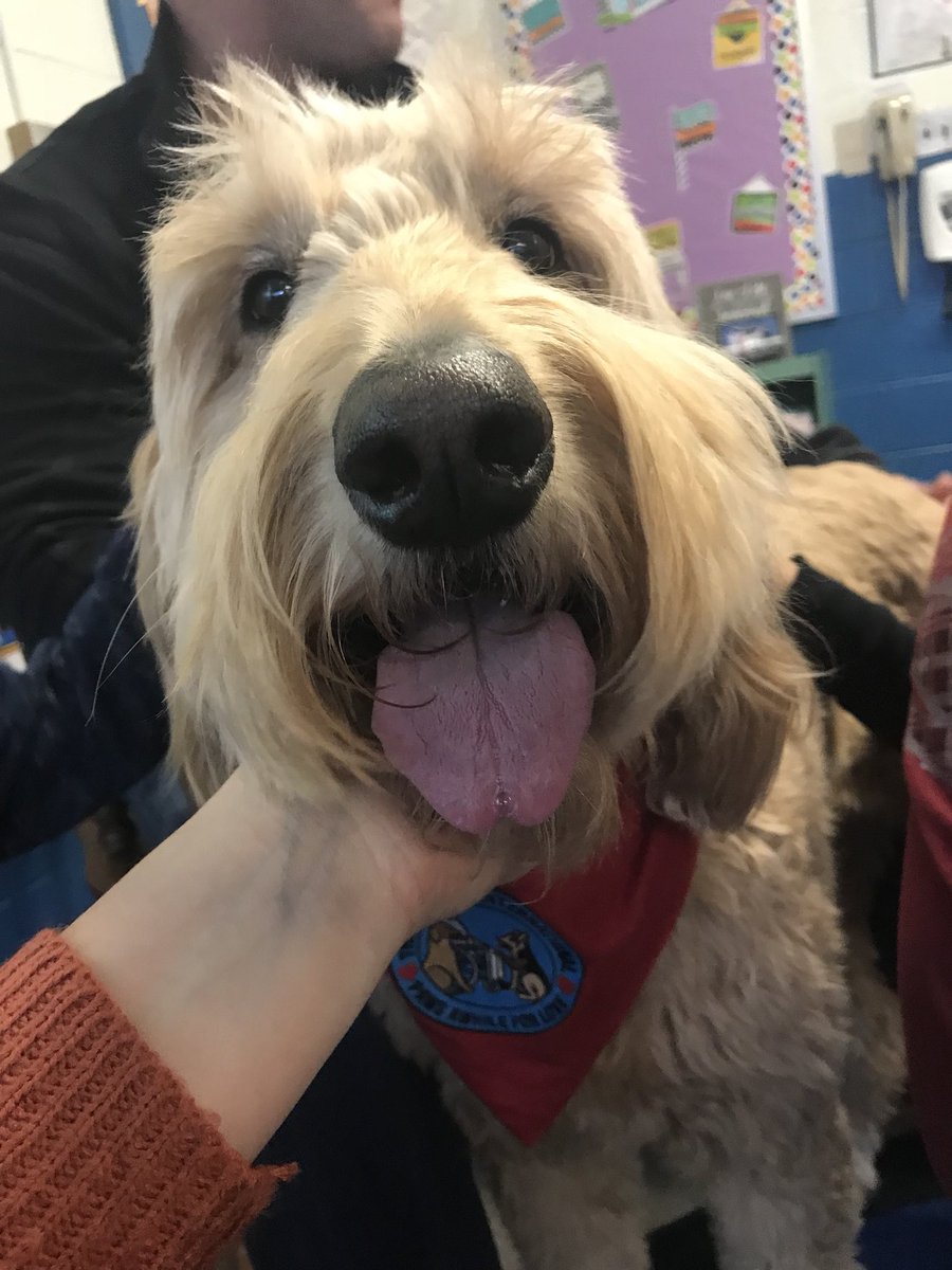 Yesterday we finished up our first informative writing pieces on therapy dogs, and today we were able to spend time with one! How amazing? Thanks for visiting, Bella! 😍