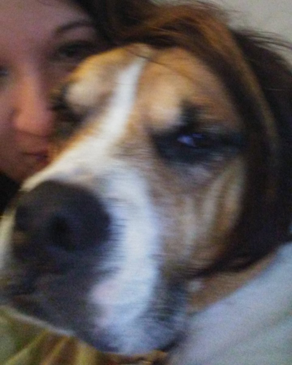 grootiam1978's tweet photo. This is what I get for making my dog look like a #hipster #mydoglookspissed #mydogiscutest #funnydog #sammythebeabullonfacebook #sammythebeabull #beabullsofinstagram #dogsoftwitter https://t.co/fND93vZPIe