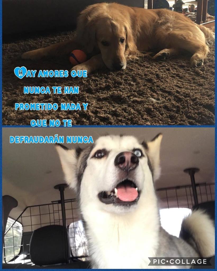 sabbathtangeles's tweet photo. Hay amores que nunca te han prometido nada y no te defraudarán nunca 🙏🏻👏🏻🐶🐕🐾😍🤗 #amorsincero #dogmom #doglife #doglovers #dogdays #dogsfriendship #dogsloyalty https://t.co/M0GDbCnUSG https://t.co/SJxEDzLkBU