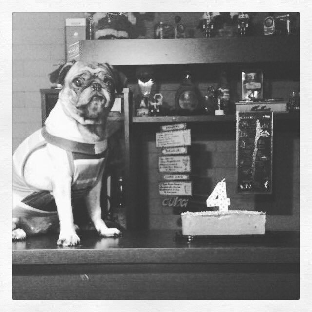 GestionEd's tweet photo. 4 añitos #Purrunga #Kokoricoctera #Pug #Martina https://t.co/8WpYkz0tVs