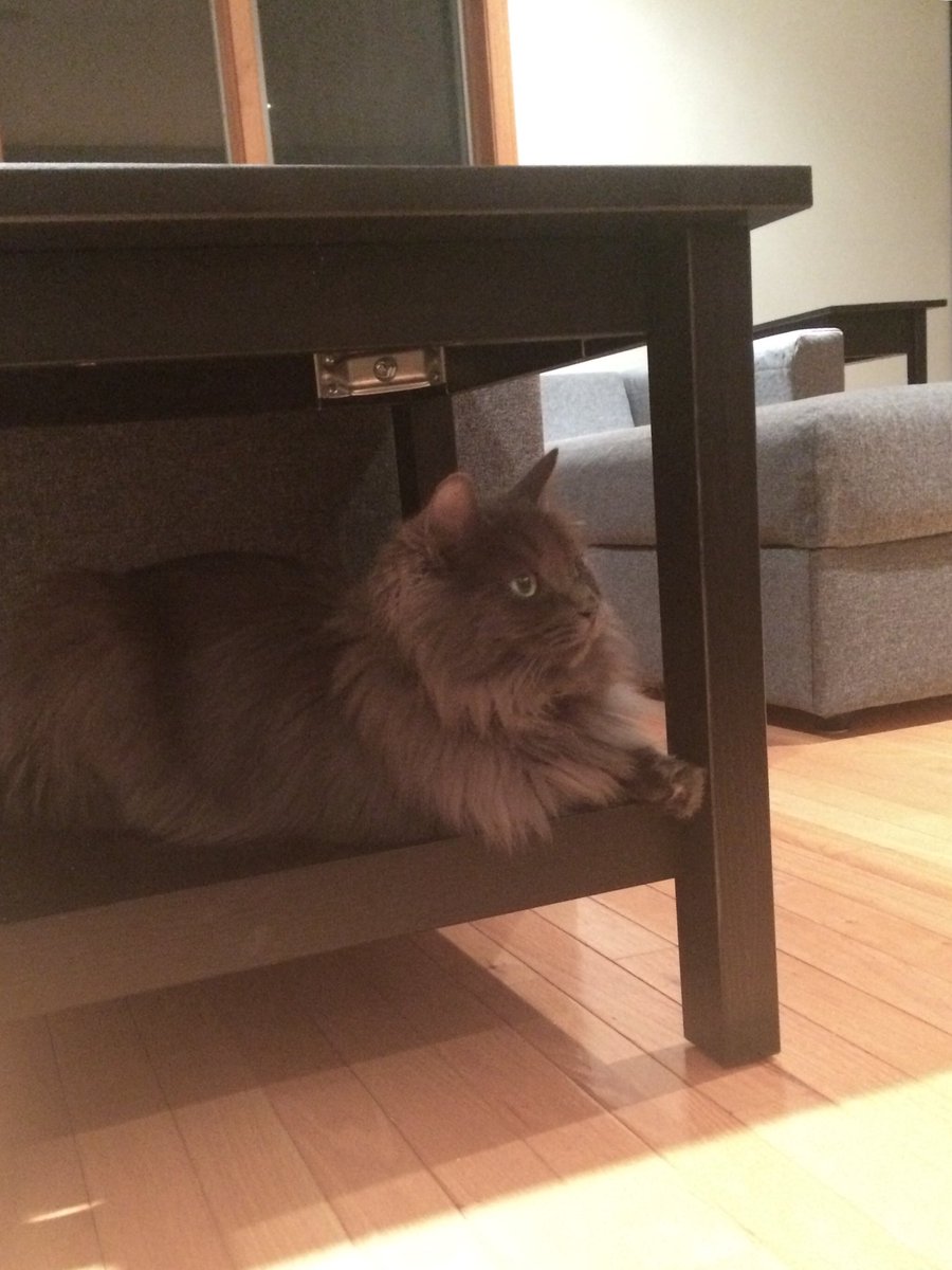 frostnhstaterep's tweet photo. Hey? @IKEAUSA! Neelix loves the new end tables! #Hemnes #WholeNewLivingRoom #AssemblyPros https://t.co/uAvv3uj485