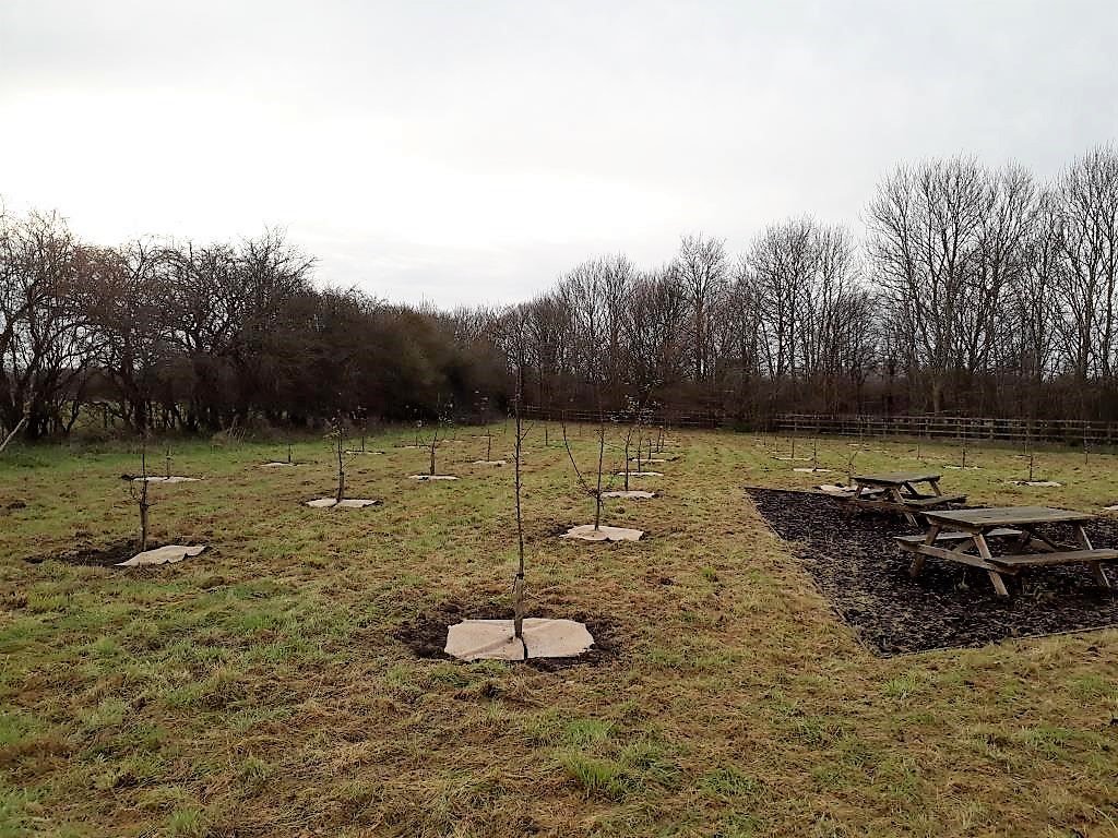 A busy week, which has included providing extensive soft landscaping proposals for the development of St John's Priory, #CastleCary and completion of the end of season annual maintenance for the orchard at Norseland Ltd in #Ilchester, #Somerset.
#arboriculture #landscapedesign