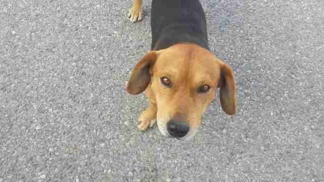 dodo's tweet photo. Medo, a former stray, saw a woman get attacked and rushed to her rescue, proving yet again that all dogs are very good dogs https://t.co/9GE3hNroyo https://t.co/9PBp1ySdHG