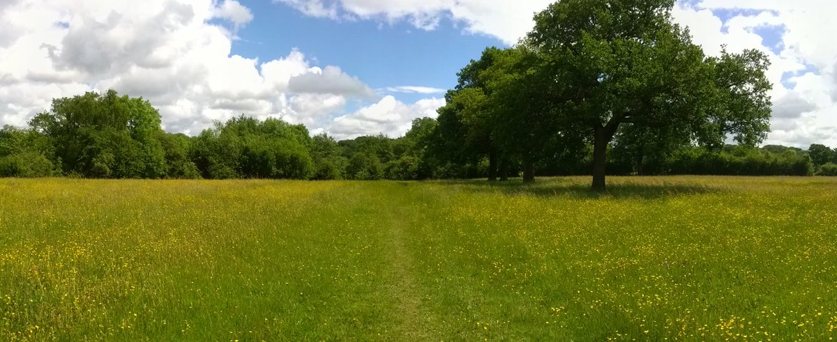 EcoRecording's tweet image. We're currently entering into our database species records from various surveys by @bbcbotsoc in 2017. This includes visits so some of our most important sites including #SuttonPark #IlleyPastures #FensPools #WrensNest #SSSI sites.