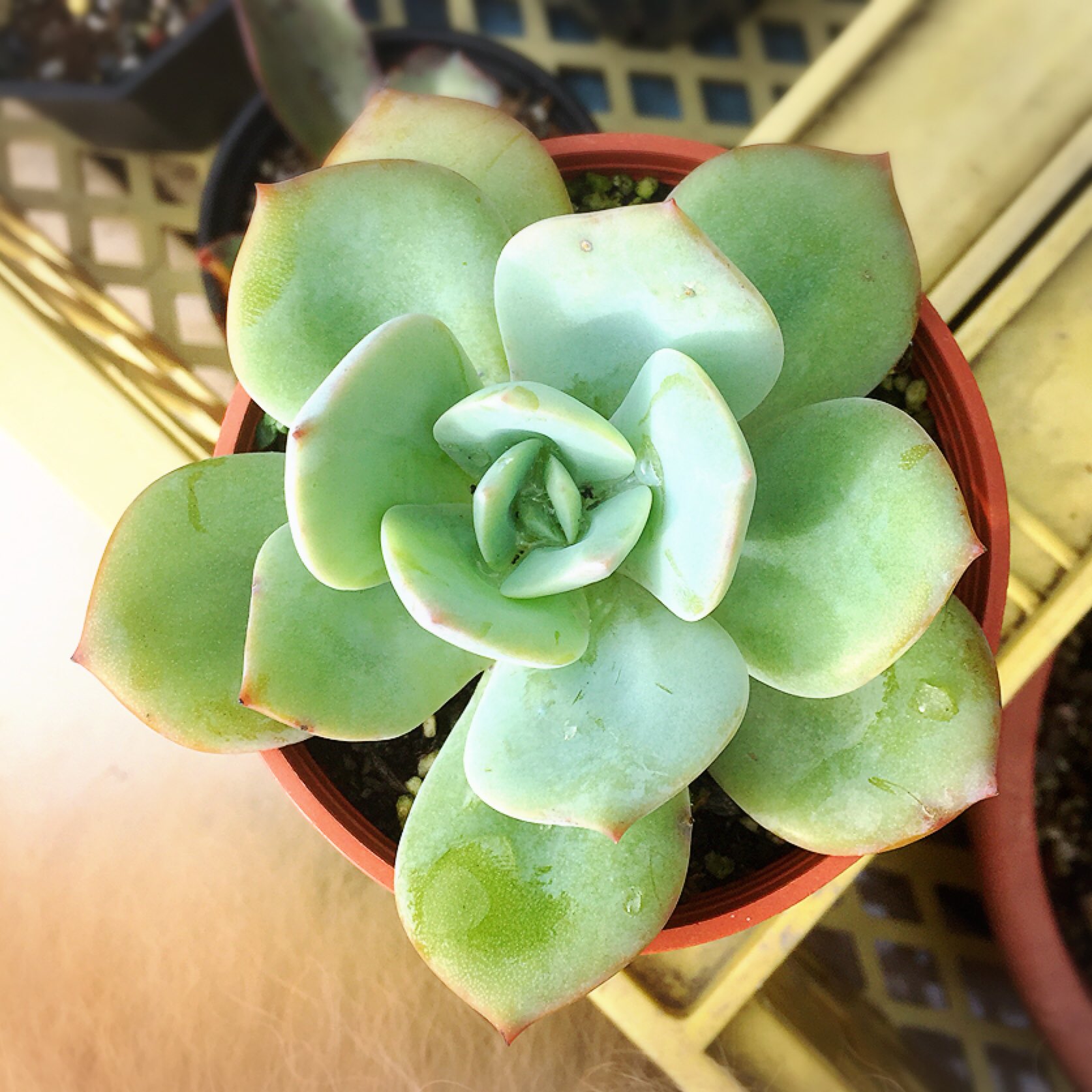 Vilma Huang على تويتر 多肉 植物 白鳳 是霜之鶴echeveria Pallida與雪蓮echeveria Laui的交種 據說是好養的市場大型肉 要養大需要幫他換新家 還在想要怎麼處理