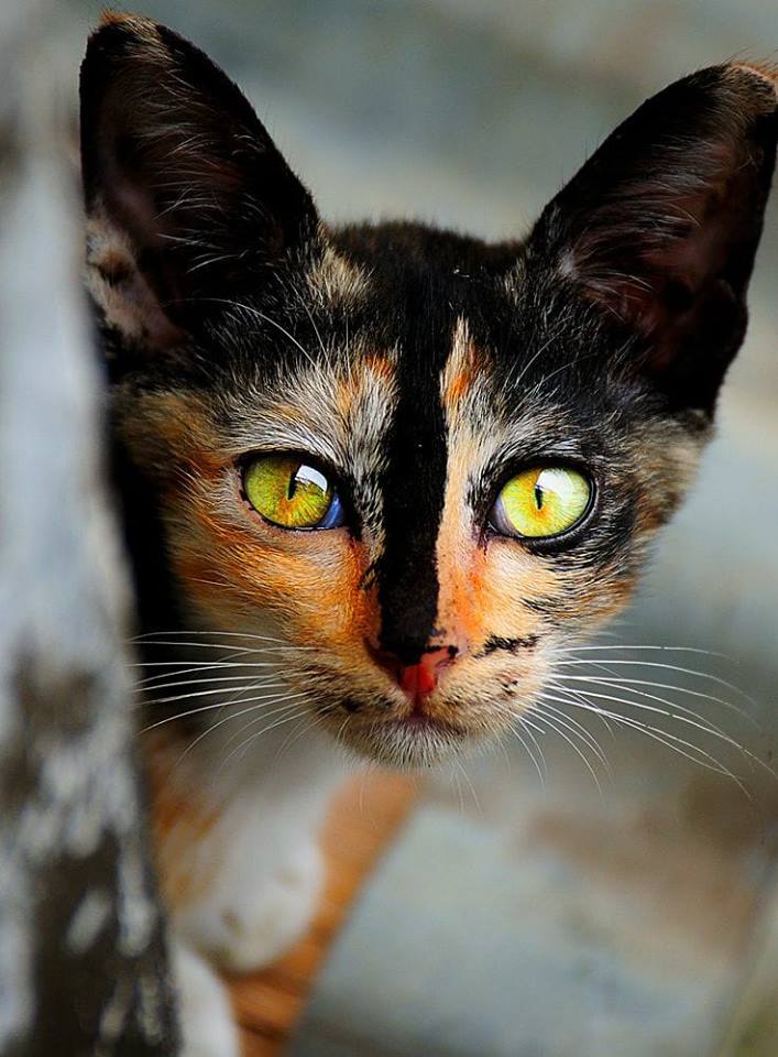 TrulyPakistan's tweet photo. 📸 Isn't she such a #love?
@zunnurain @shsalmannasir @SohaibSaleem @Alisattar33
#Pakistani Cat #Wildlife #WWF #WWFP #Caturday https://t.co/fkBb3JZaOe