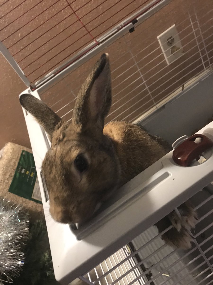 mybunnythumps's tweet photo. Mad because @Oscar_Arias16 doesn’t pay attention to me. 😤🤬 #readytobite #hesnack #heattack https://t.co/Dlnpr7Ssh0