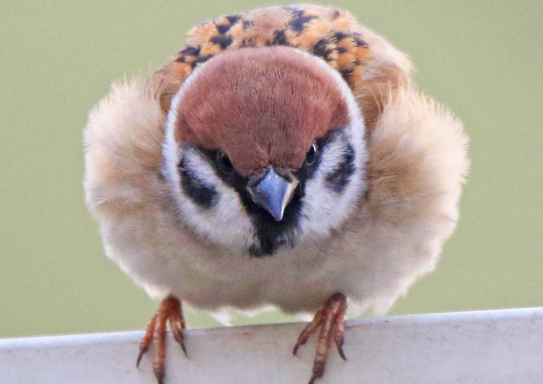 片柳弘史 No Twitter 鋭い目つきで地面を見つめていたすずめ 餌を見つけたのでしょうか 翼を広げて いままさに飛び立とうとしています 8 T Co Celdid3ccy Twitter