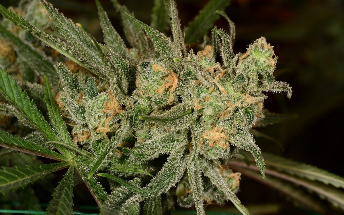 naturesgifts420's tweet photo. Virginia Co. #Virginiaco.Vendor Day At Nature's Gifts#naturesgifts420 on Friday,💕💚👏👏👏😃 December 15th #legalweed #sequimbud https://t.co/fT8JiyHqlq