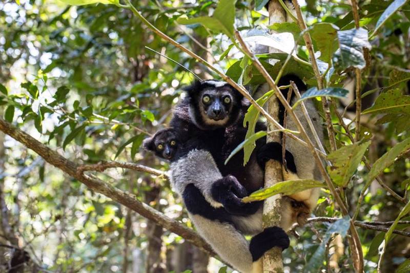 NTD_SA's tweet photo. The US magazine, National Geographic Traveler ranked #Madagascar 11th out of 21 top destinations for 2018 in tourism 👍 https://t.co/YcXzYL2Mmu