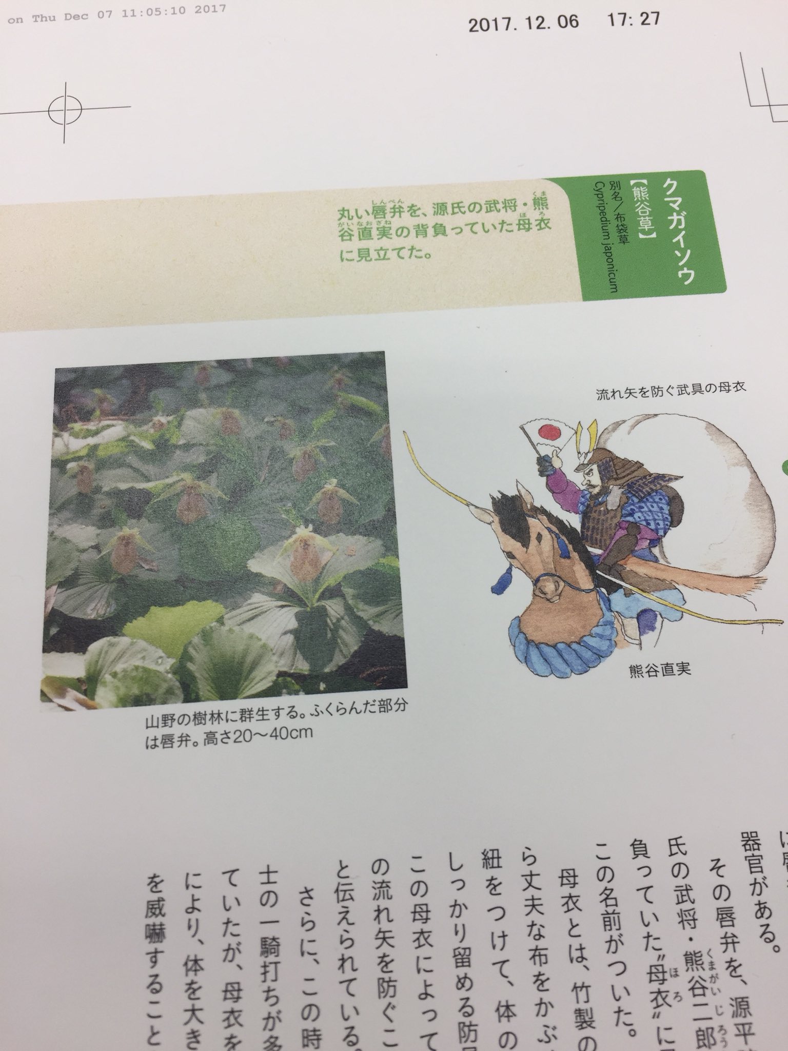 山と溪谷社いきもの部 Twitter पर 昨日ご紹介したアツモリソウの由来の武将 平敦盛 まだ十代の幼い平 敦盛と一騎打ちをして打ち取ったのが熊谷直実 そしてクマガイソウの由来はこの熊谷直実から クマガイソウとアツモリソウの由来には色々な物語がありそうです