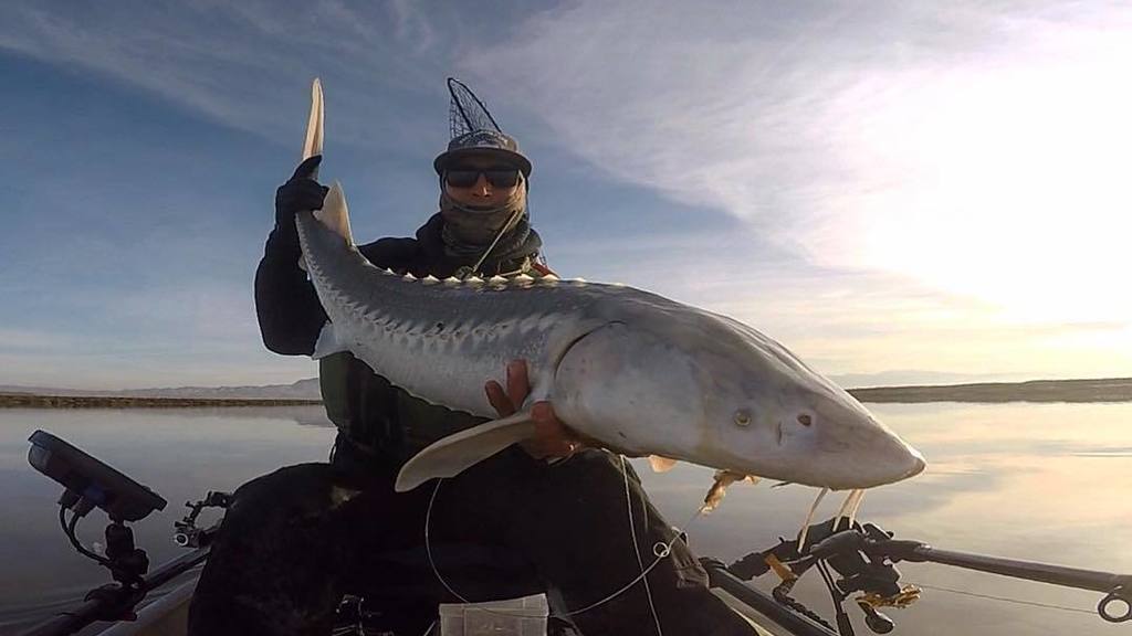 thefishsniffer's tweet photo. Javier Perez @j_steady18 landed this 45” sturgeon while kayak fishing San Francisco Bay using ghost shrimp. #kayakfishing #fishing #fishsniffer #angler #anglerapproved #tails2tales #catchoftheday #thetugisthedrug #depthsquad #gopro #outdoors #getoutdoors #getoutside #california https://t.co/5hSSV3e4LJ