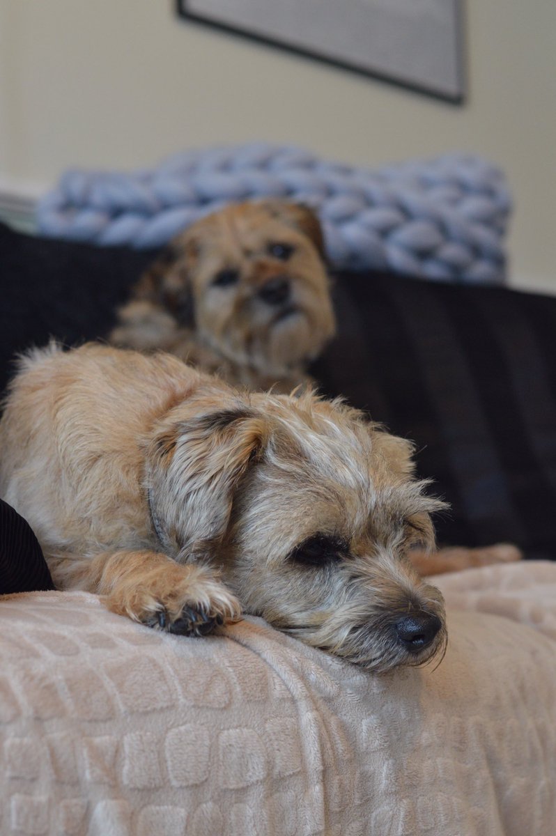 Let us start Fryday - day of the sossidj an the baykun - off as we duss meen to go on. 

On da sofa.