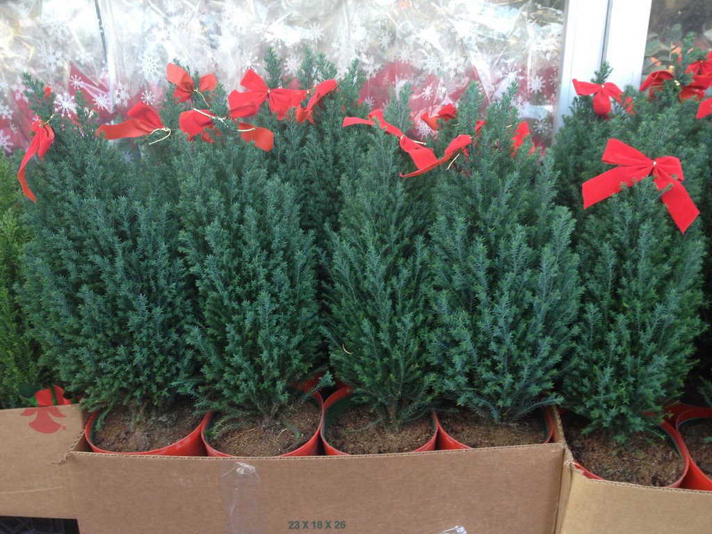 Ja pa īstam esi zaļi domājošs un neskrien pakaļ modei, dodies mežā un pats nocērt mazu eglīti. Eglītes podiņos ir mānīšanās ➡️ goo.gl/sy8WTN
#Ziemassvētki #dāvanas #ZiemassvētkuEglītes